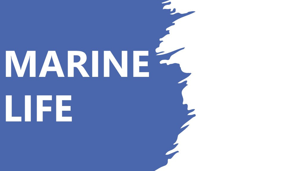 marine life