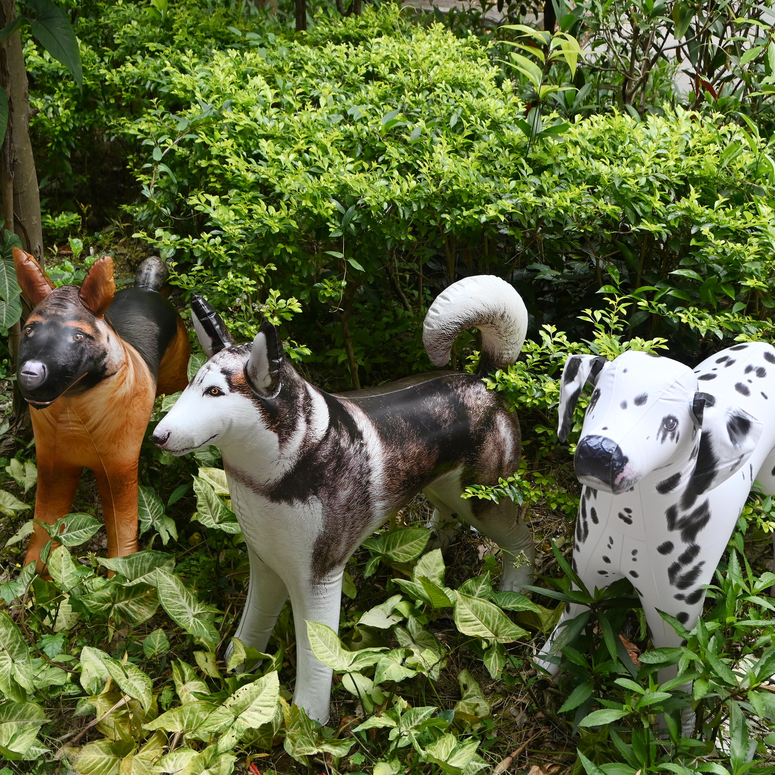 JC-3DOGS Dalmatian, Husky, Shepherd - decor