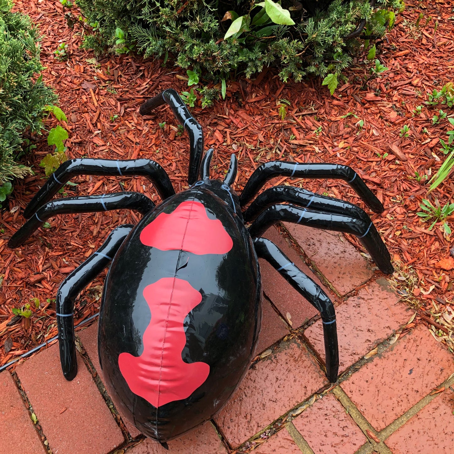 Jet Creations Spider Inflatable Black widow, 30 inch [JET-SPIDER]